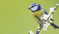 Vítání ptačího zpěvu 2026